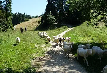Owce przed bazą Pod Wysoką